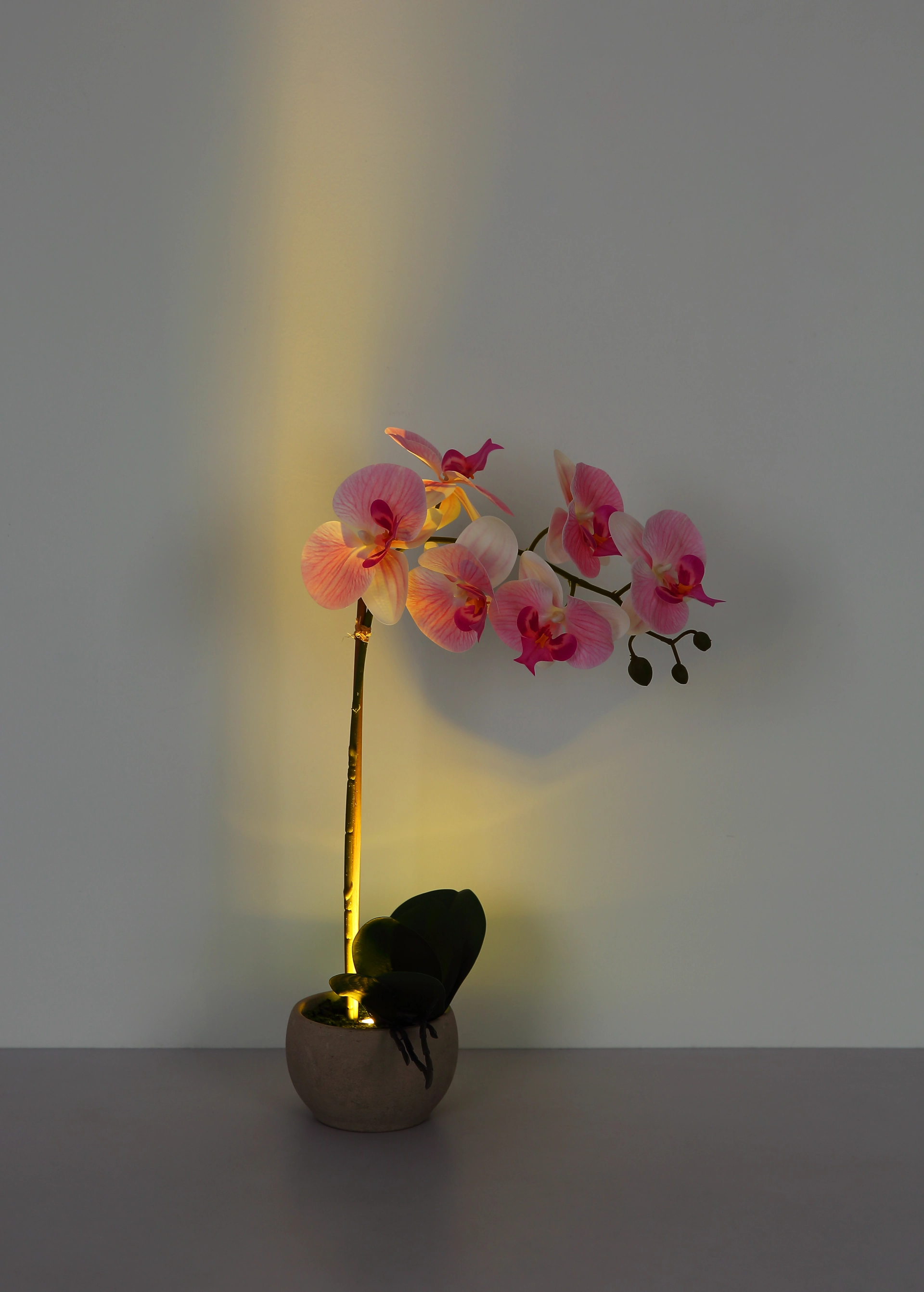 ORCHID