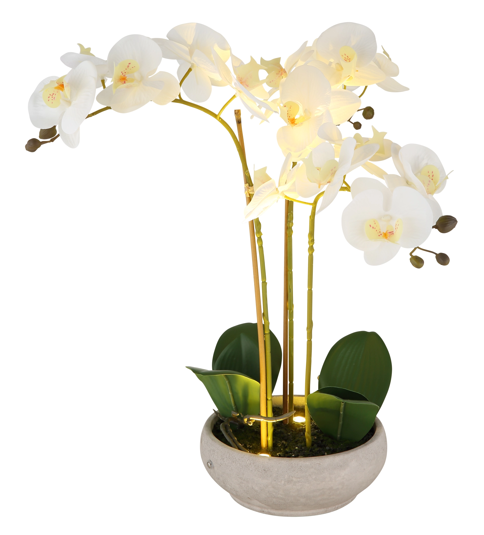 ORCHID