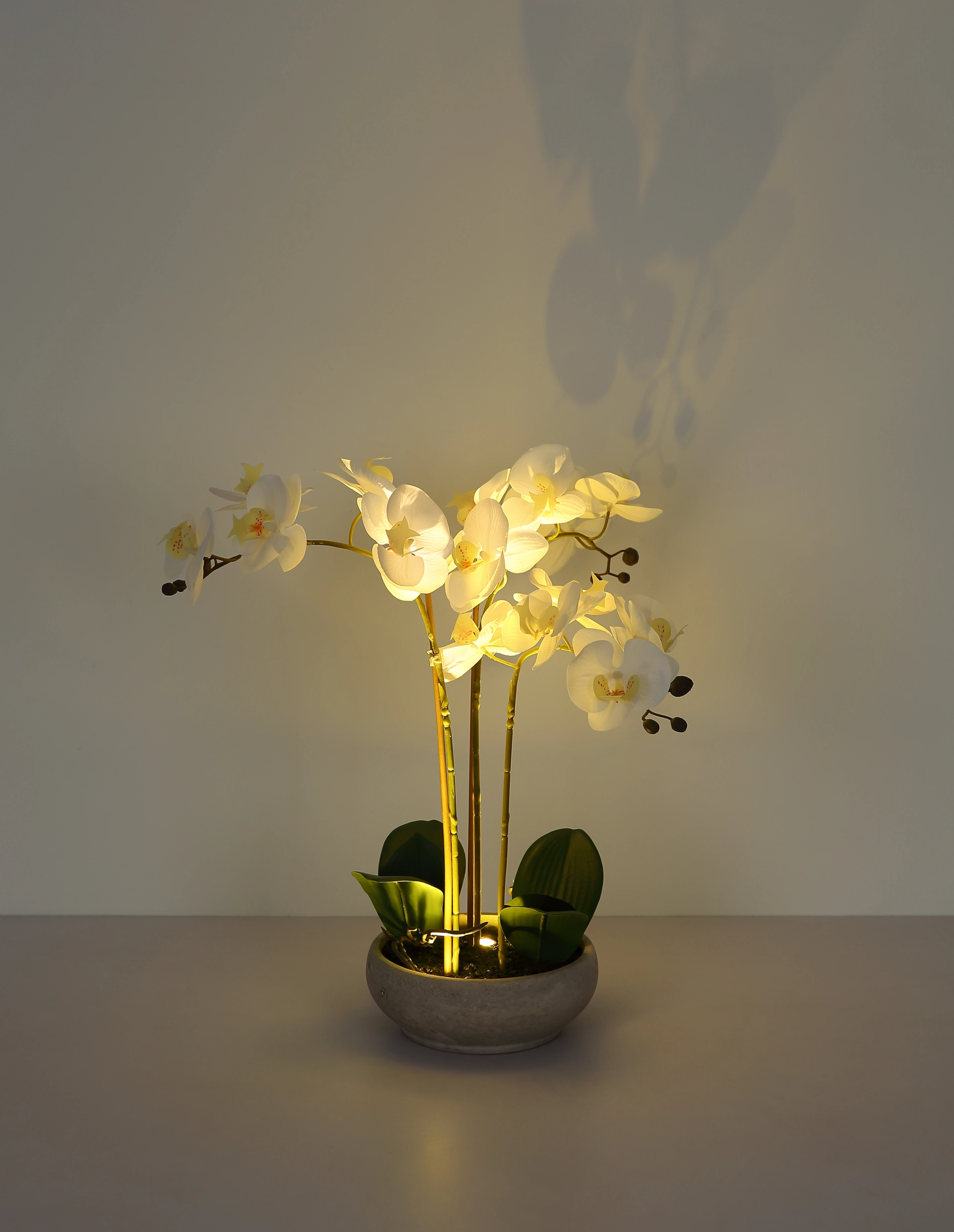 ORCHID