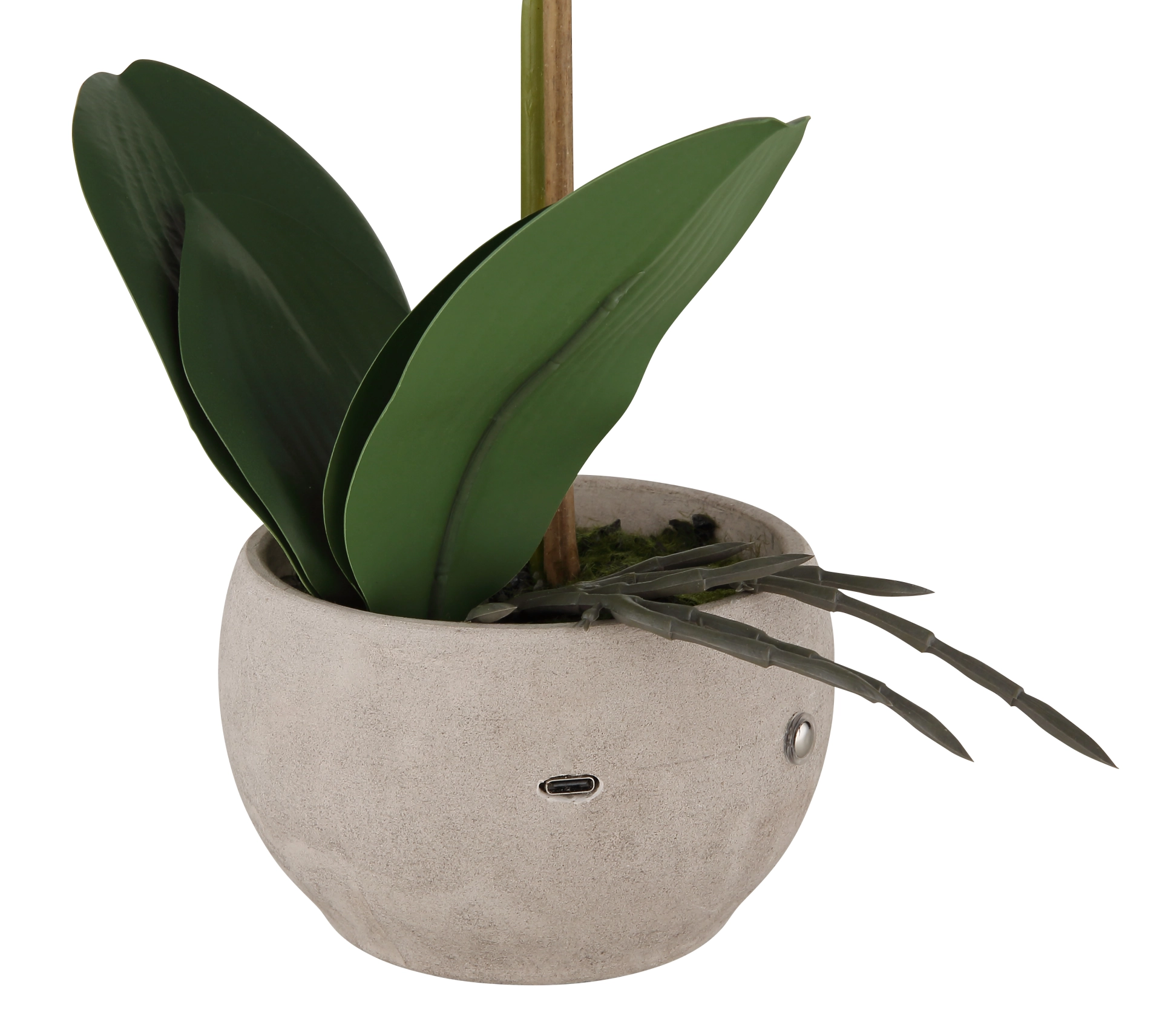 ORCHID