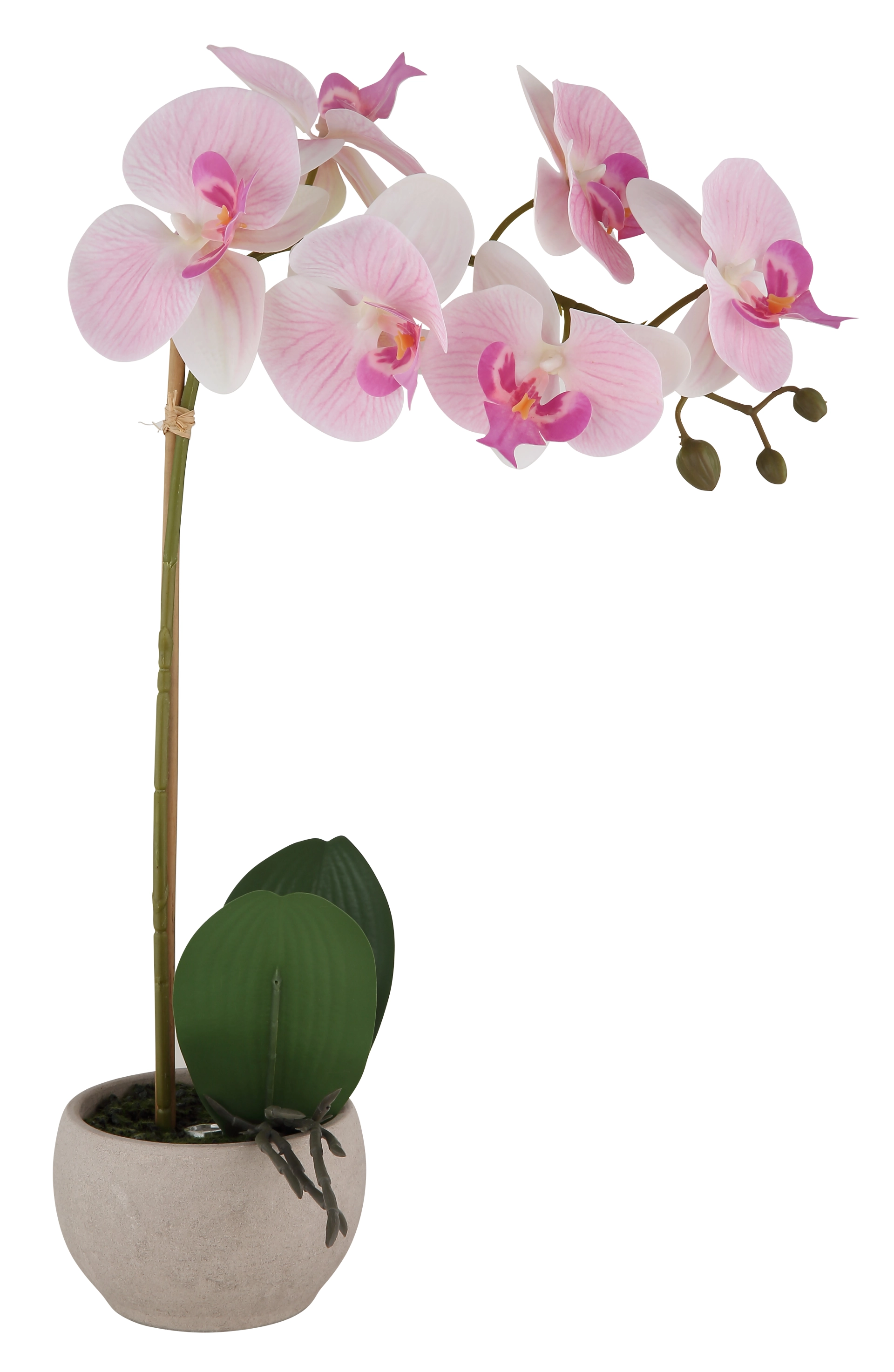 ORCHID