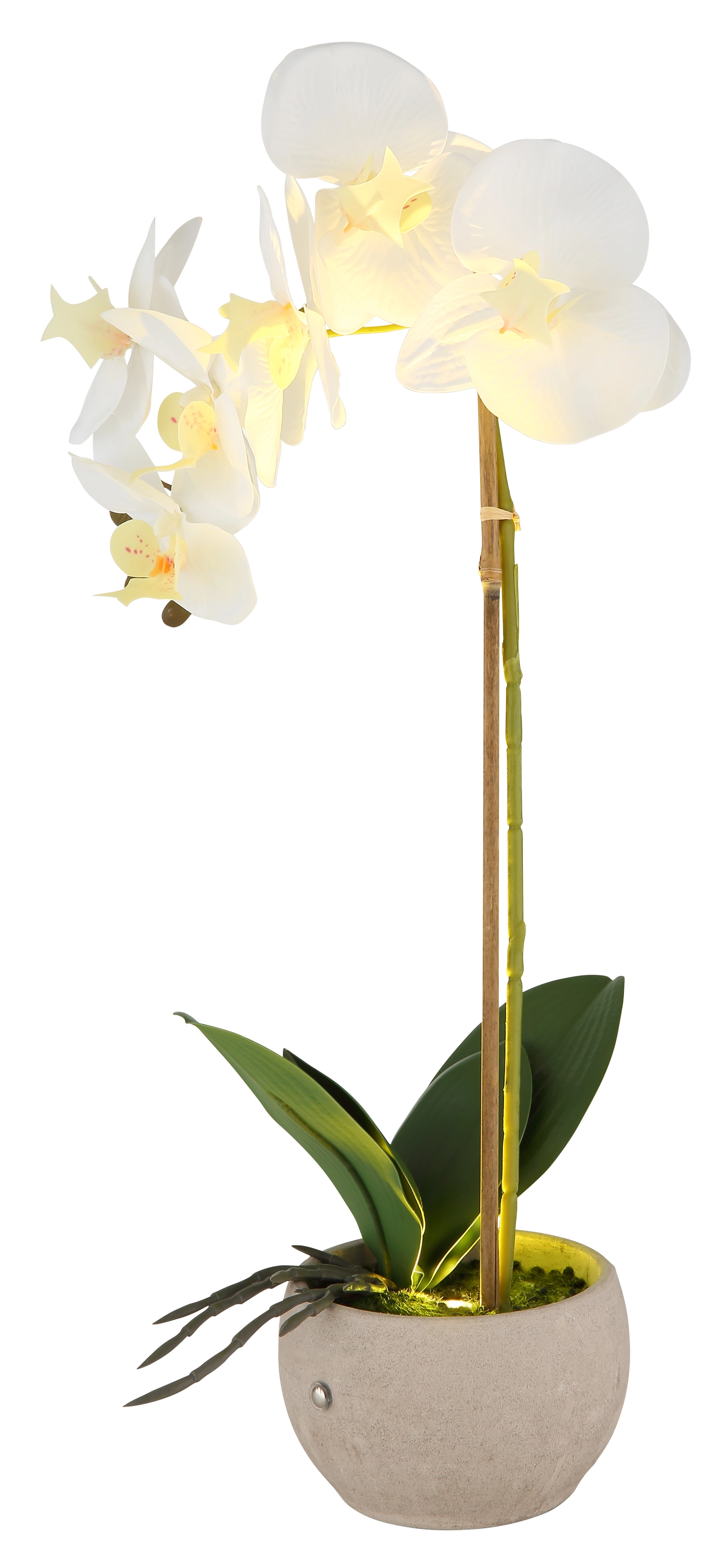 ORCHID
