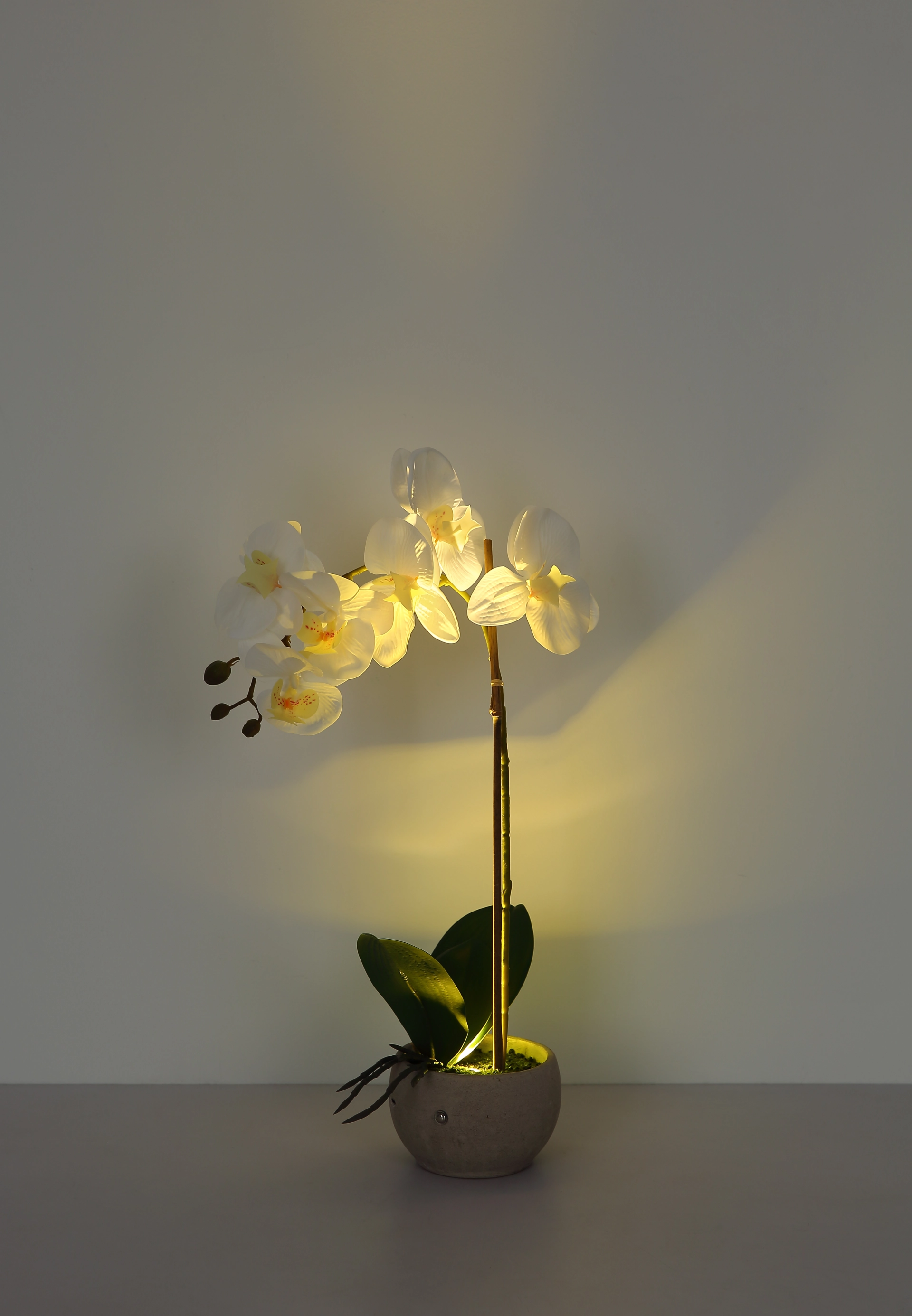 ORCHID
