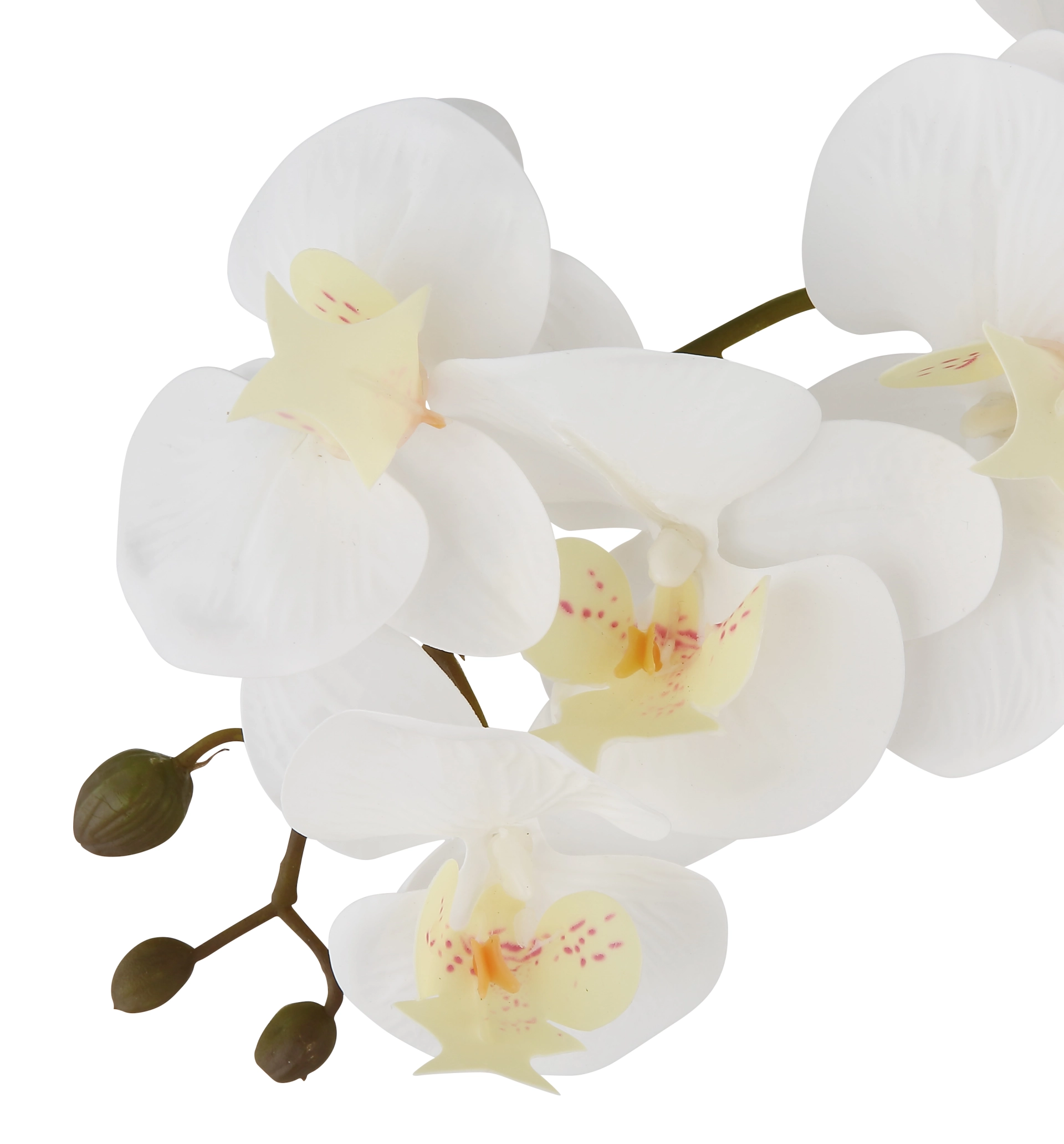 ORCHID