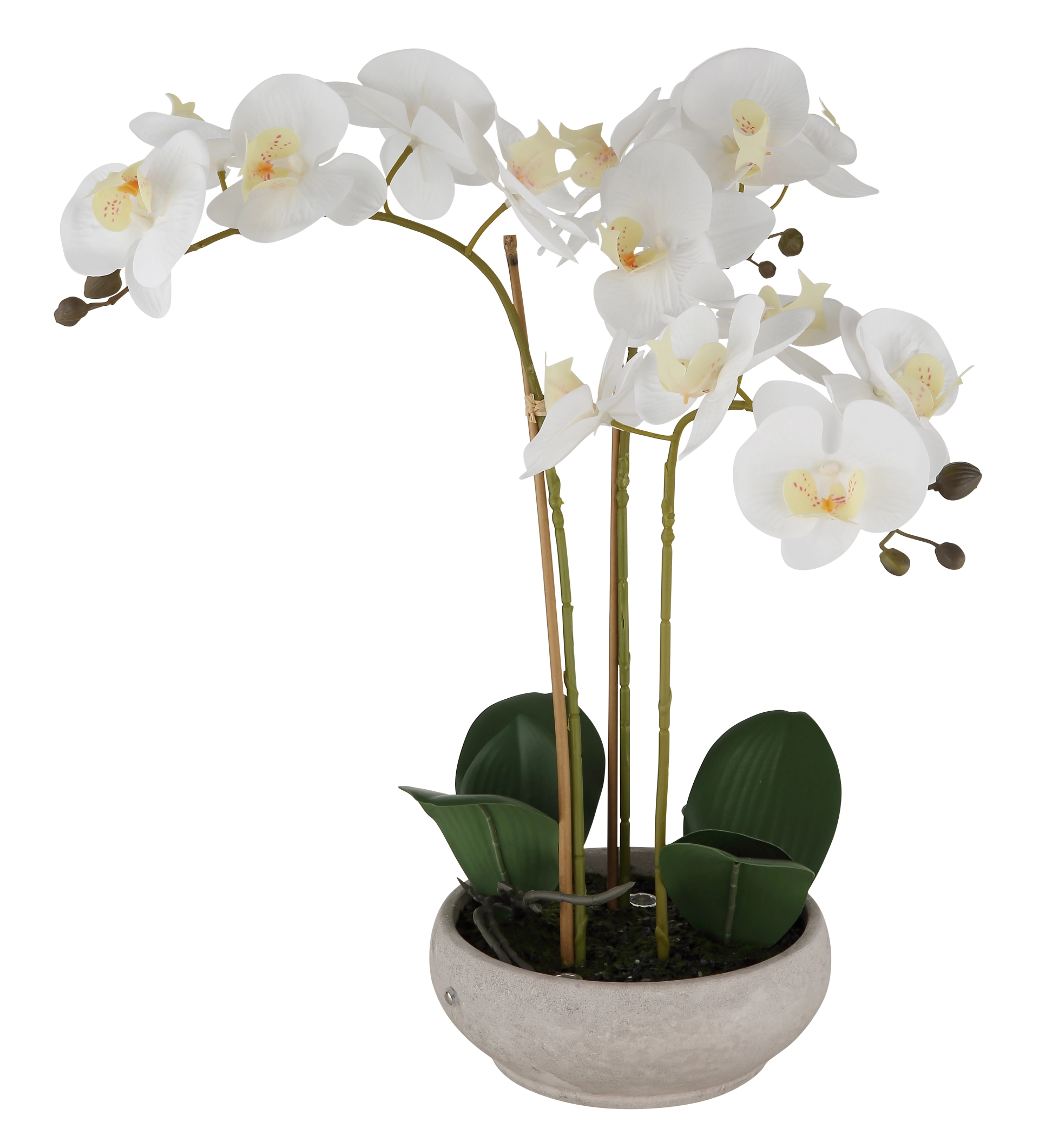 ORCHID