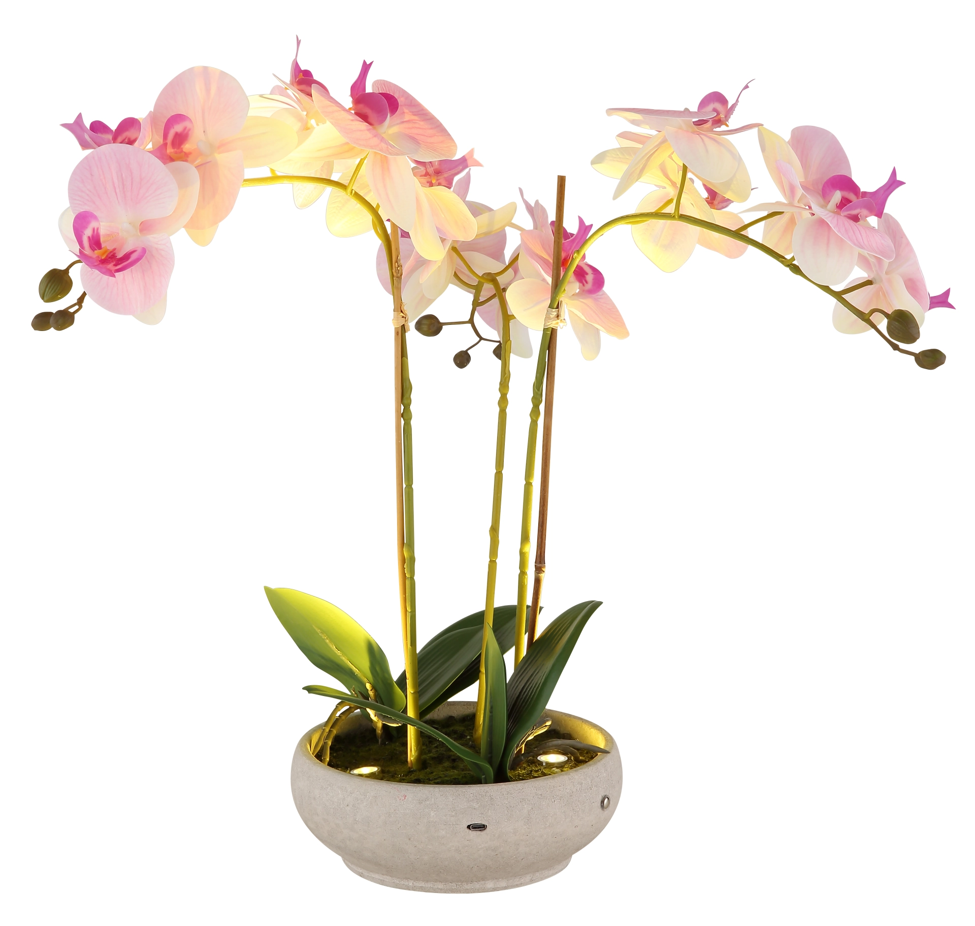 ORCHID