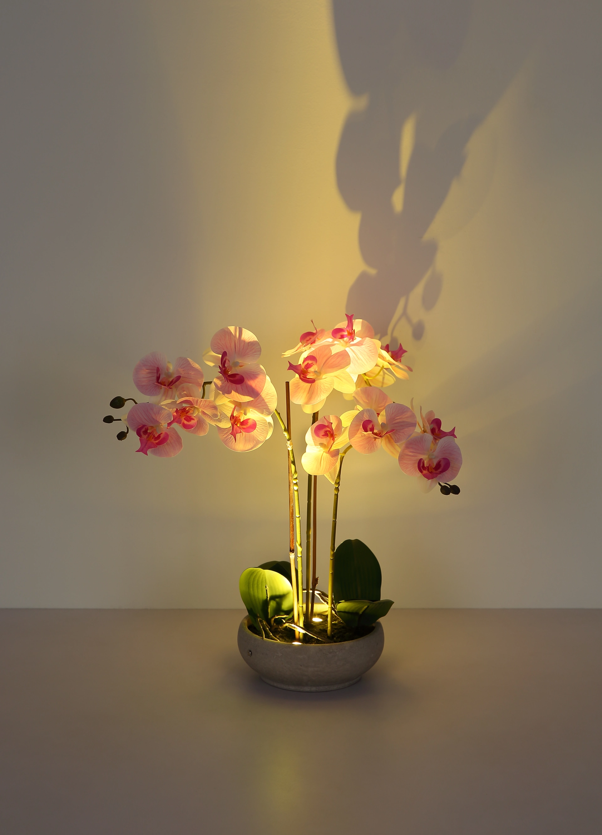 ORCHID