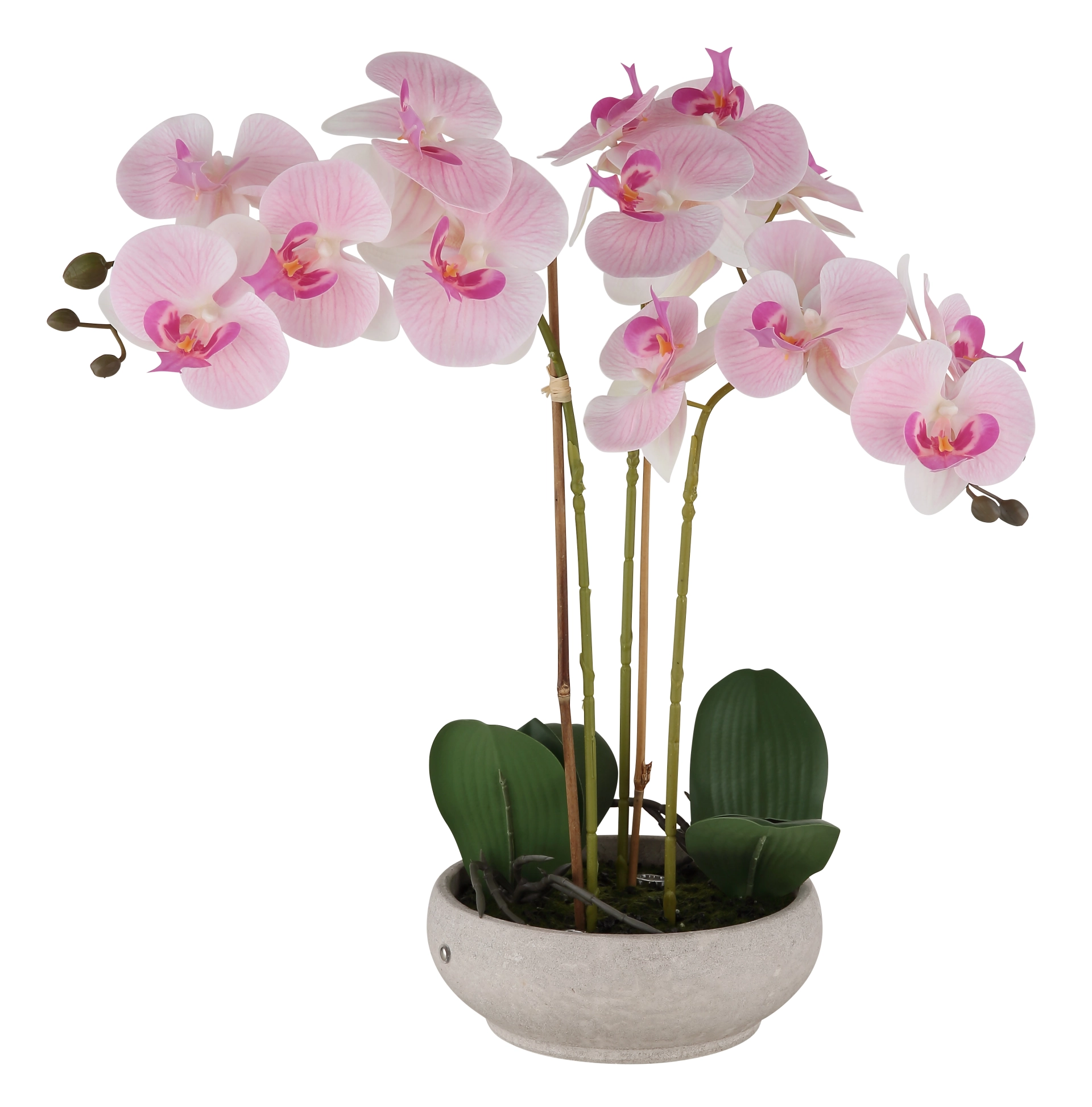 ORCHID