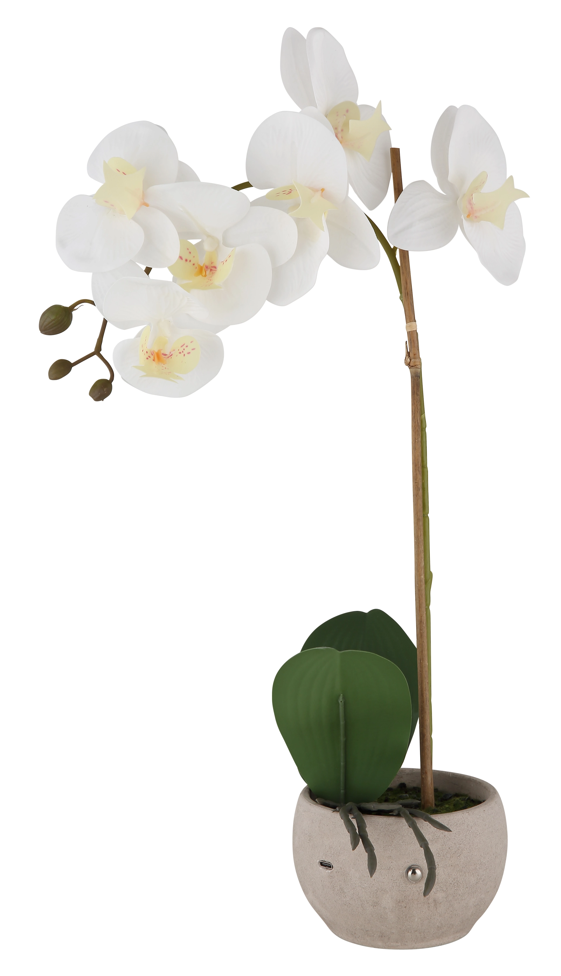 ORCHID