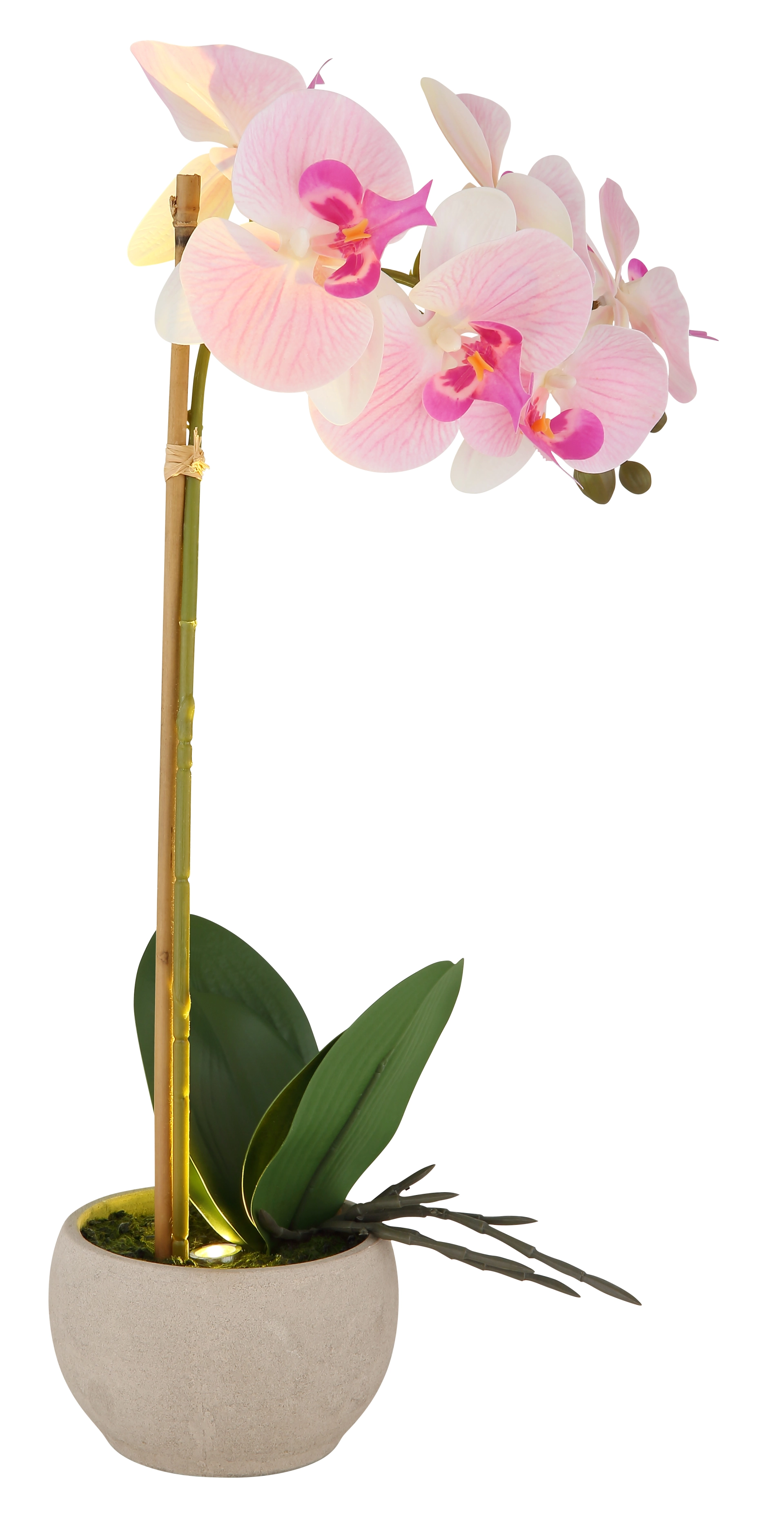 ORCHID