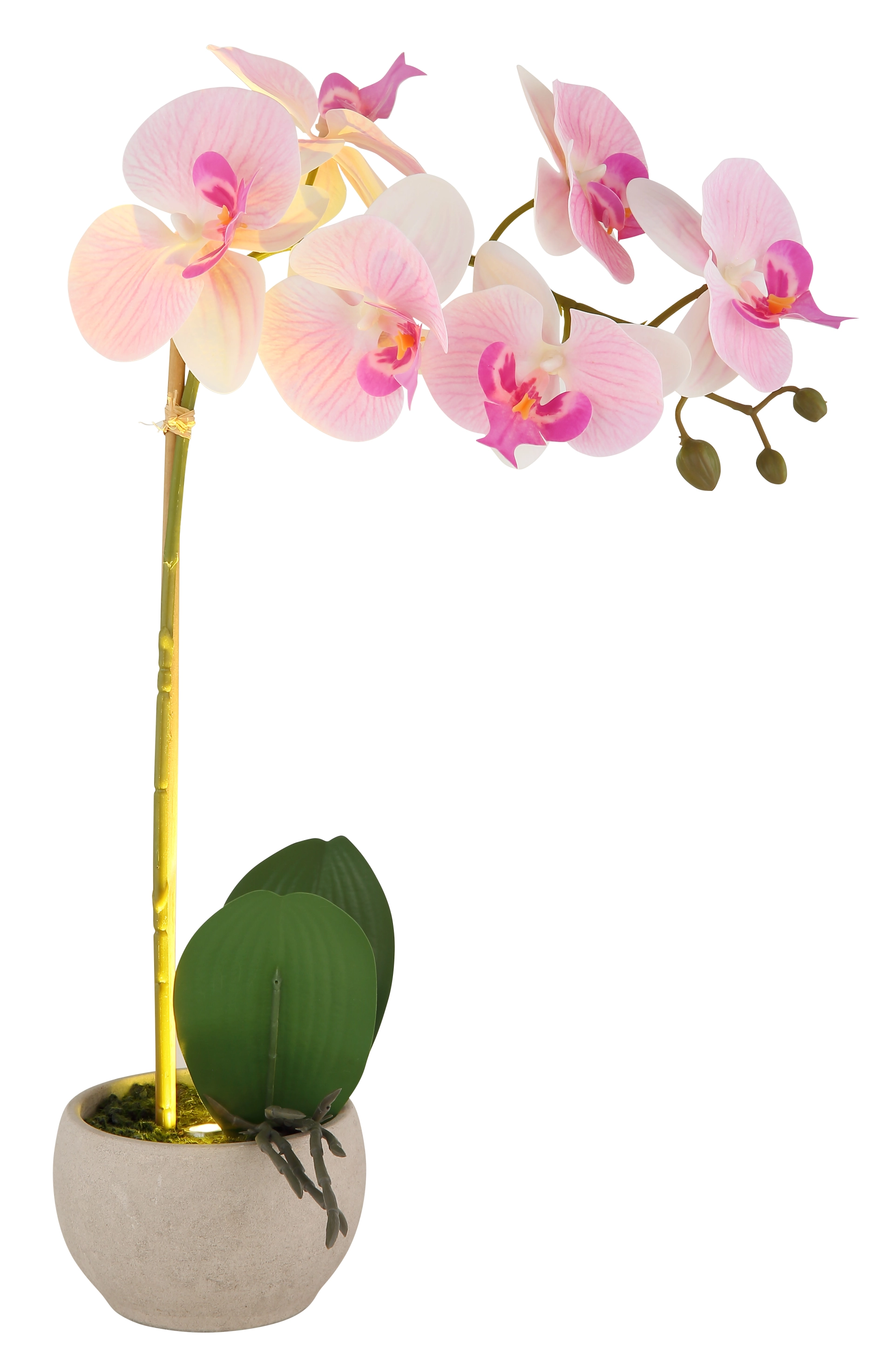ORCHID