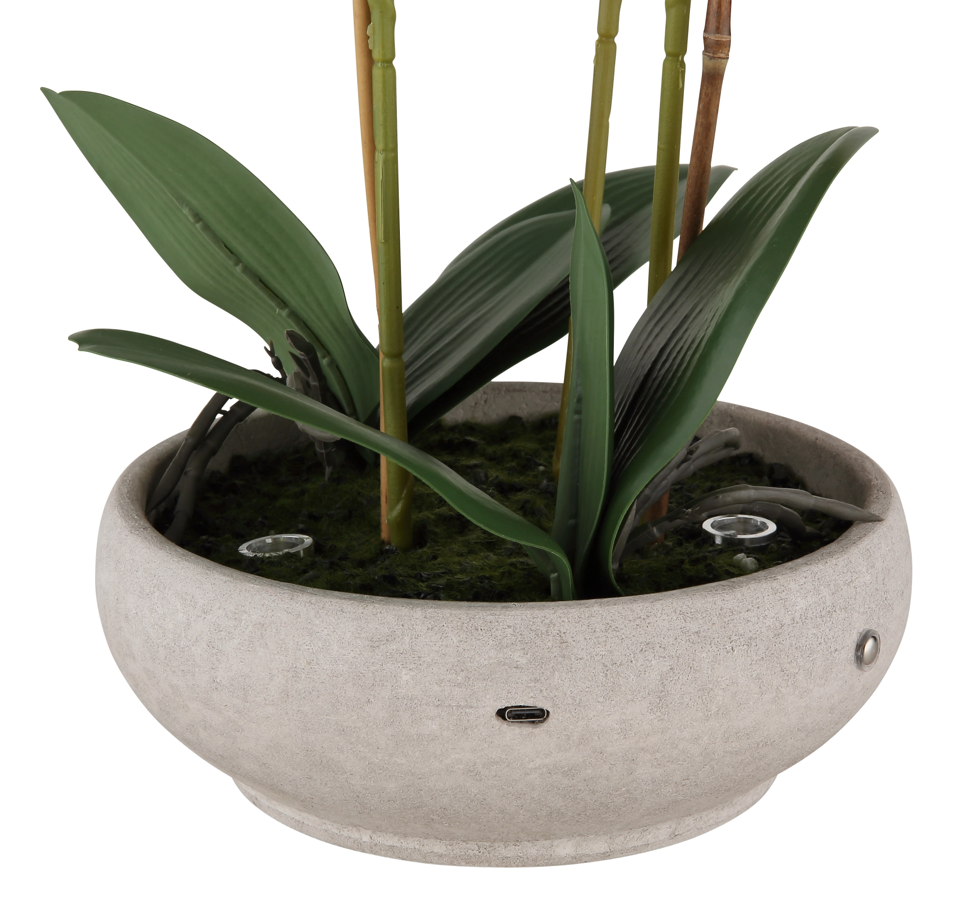 ORCHID