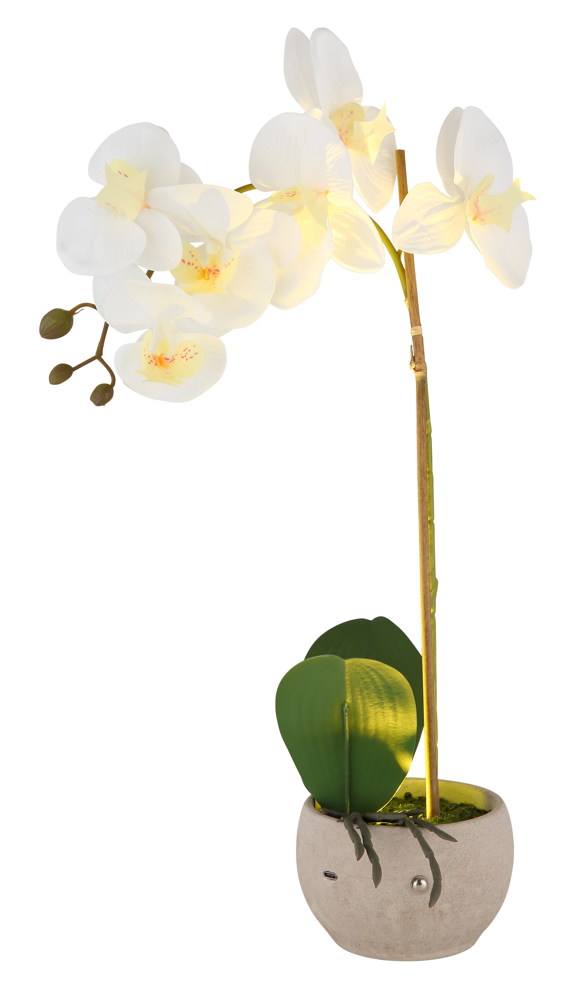 ORCHID