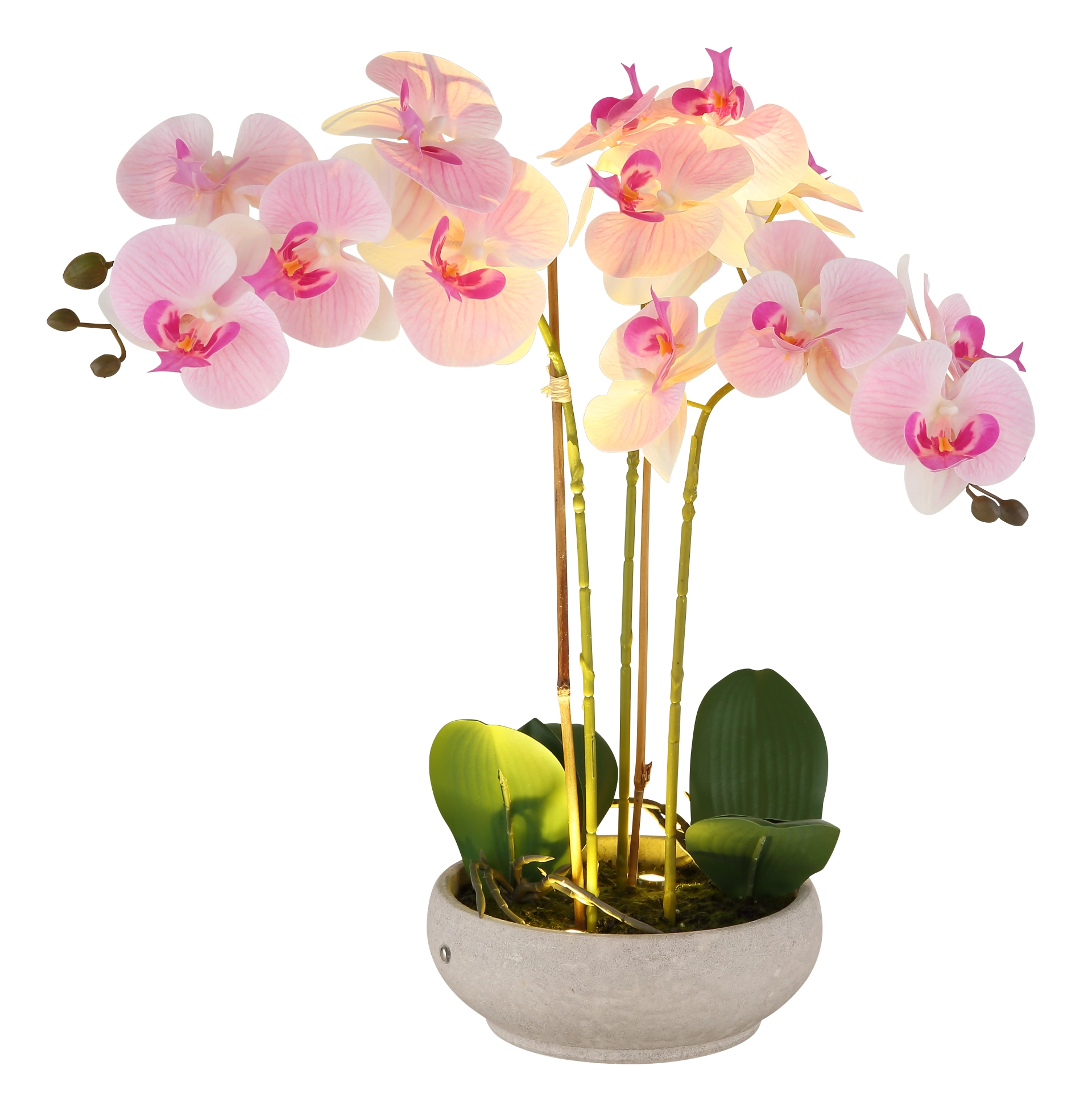 ORCHID