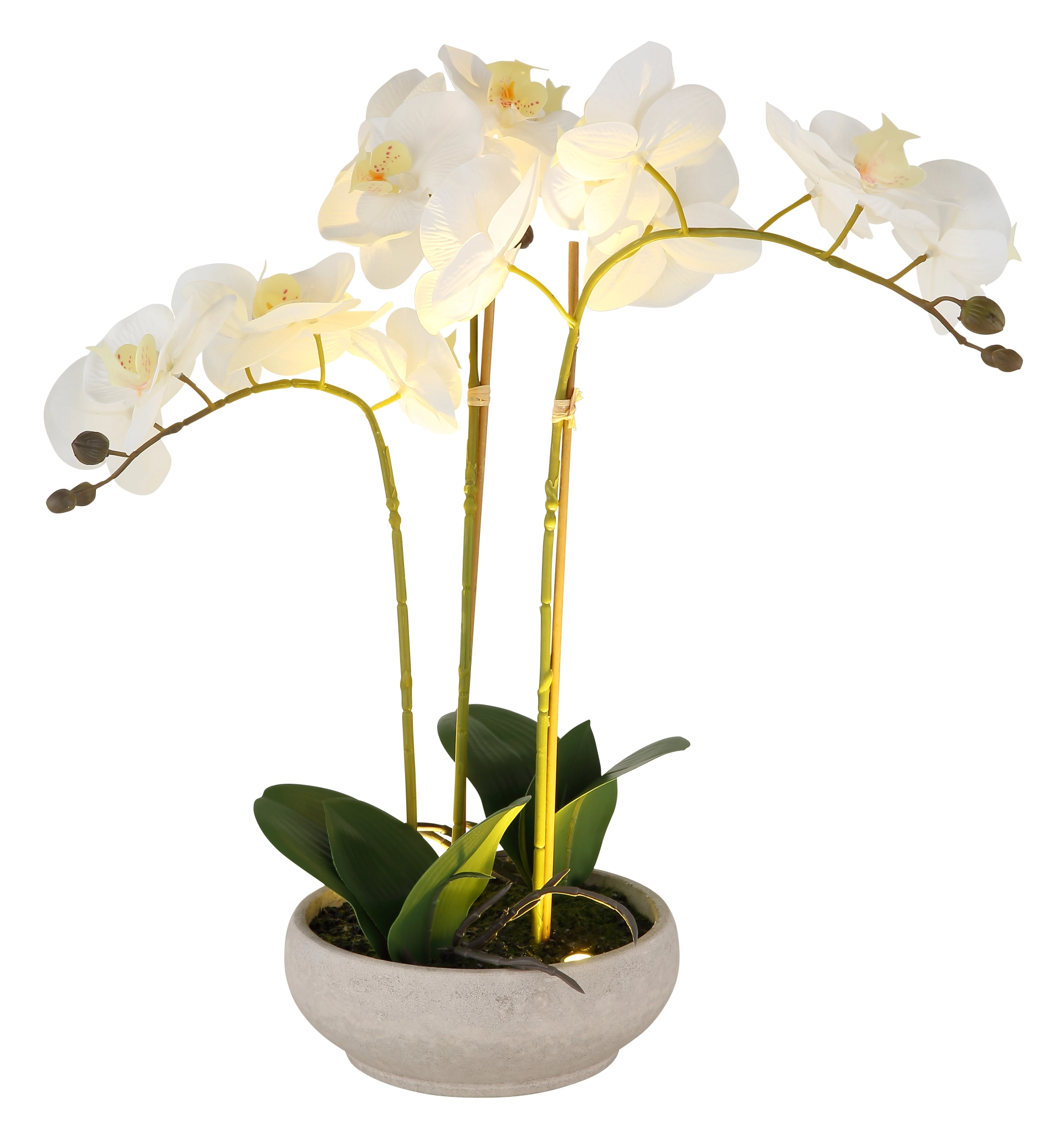 ORCHID