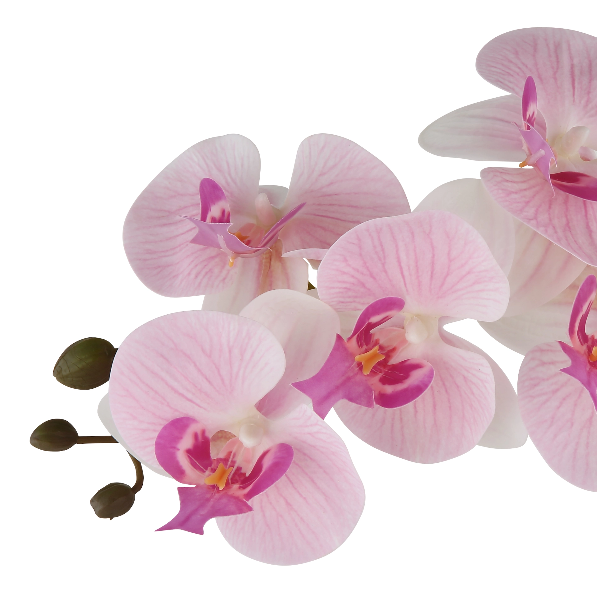 ORCHID